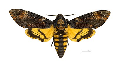 Dödskallesvärmare, Acherontia atropos