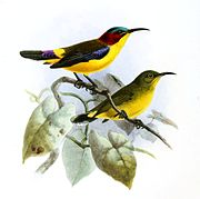 An illustration of two sunbirds; one on top has multicolored red, blue, and brown upperparts, blue wings, yellow rump, purple-based brown tail, and yellow underparts. The one on bottom has greenish-brown upperparts and yellow underparts.