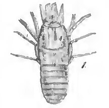 Monochrome drawing of a fossil with long legs