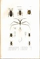 Plate 8 from: C.J.-B. Amyot and J. G. Audinet-Serville (1843). Histoire naturelle des insectes. Hémiptères. Paris, Librairie encyclopédique de Roret.