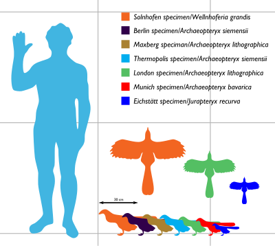 Archaeopteryx sizes ranging between about 25 and 50 cm long and between 25 and 60 cm in wingspan