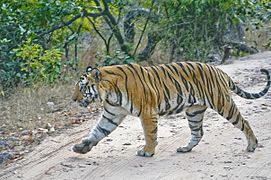 « B2 » seigneur de Bandhavgarh.