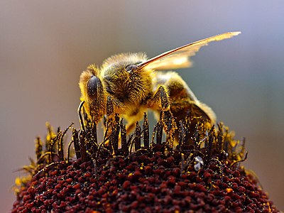 Honey bee collecting pollen, by Jon Sullivan