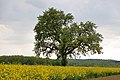 Vorschaubild der Version vom 21:45, 21. Mai 2019