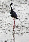 Black-necked Stilt