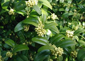 서양회양목(Buxus sempervirens)