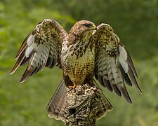 Photographie en couleurs d'un oiseau de face et ouvrant les ailes, montrant une large bande pâle sur la poitrine et les ailes, tranchant sur le reste du plumage marron.