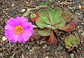 Calandrinia grandiflora