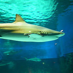 A school of small, slim-bodied, silvery fish