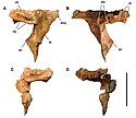 Vue en deux côtés deux des os postorbitaires d'un dinosaure théropode sur fond blanc.