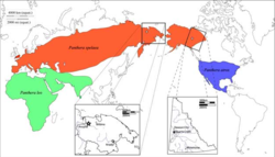 Extensión máxima de distribución biogeográfica de las subespecies de león: en rojo, Panthera spelaea; en azul Panthera atrox; y en verde, Panthera leo leo/Panthera leo persica.