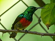 sunbird with green upperparts, black wings, red belly, and whitish underparts