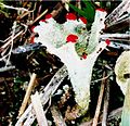 Cladonia pleurota – red-fruited pixie cup