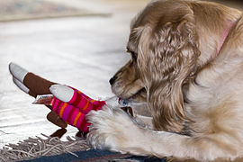 Cocker spaniel playing with a monkey doll