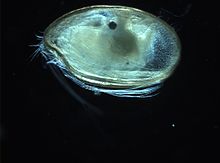 A myodocopid ostracod from southern Australia