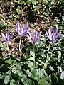 Crocus nudiflorus