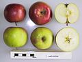 Campanino apples (National Fruit Collection, UK)