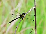 Female Dark hunter North Queensland