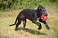 Jeu de chiot deerhound de 3,5 mois .