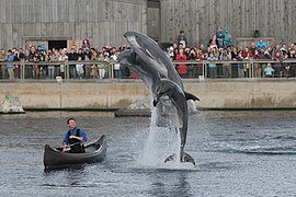 Spectacle des grands dauphins, en 2006.