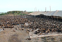 Duck farm in the Philippines, 2014