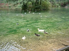 Ducks at Vrelo Bosne, Sarajevo 02