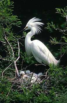 Egretta thula