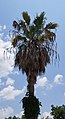 A Mexican fan palm tree in Enterprise, Alabama