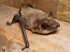 Eptesicus serotinus