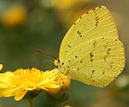 近縁種のキチョウ Eurema hecabe