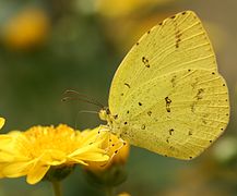 キチョウ Eurema hecabe （キチョウ属）