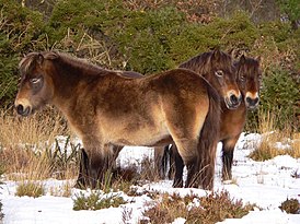 Эксмурский пони Exmoor pony