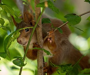 40. Platz: Mikes Makro Neu! mit Eichhörnchen im Frankfurter Grüngürtel