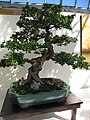 Bonsai de 70 anos.