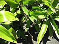 Callisia fragrans