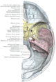 Base of the skull, upper surface