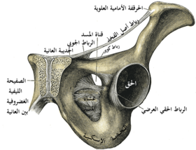 ثقبة سدادية