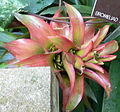 Guzmania-Híbrida.