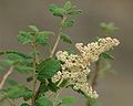 Rock spirea or mountain spray, ditto