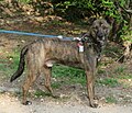 For comparison without dilute gene: black-light brown brindle dog