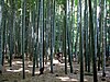 Grove of mōsō bamboo at Hōkoku-ji