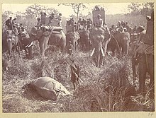 George V and Chandra Shumsher JBR with a slain rhino during a hunt (December 1911)