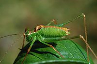 Leptophyes punctatissima, macho