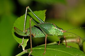 Punktierte Zartschrecke (Leptophyes punctatissima)