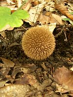 Lycoperdon echinatum