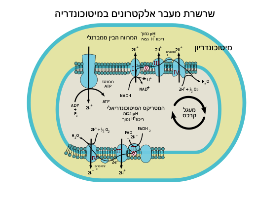 תרשים המתאר את השרשרת במיטוכונדריון: תוצרים מחוזרים המגיעים ממעגל קרבס מעבירים אלקטרונים לחלבונים בממברנה, היוצרים הפרש הריכוזים של יוני המימן על הממברנה התוך מיטוכונדריאלית. התהליך מסתיים בזרימתם של האלקטרונים חזרה דרך האינזים ATP סינתאז, המייצר ATP באמצעות האלקטרונים העוברים דרכו.