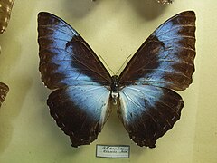 月神閃蝶 Morpho cisseis