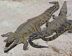 תנין היאור (תנינאים) Crocodylus niloticus עוד מידע: תנינים