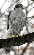 Photographie en couleurs d'un rapace au plumage noir et blanc, ses pattes jaunes posées sur un perchoir