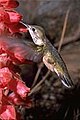 Colibrí de la especie Stellula caliope (Ornitofilia)